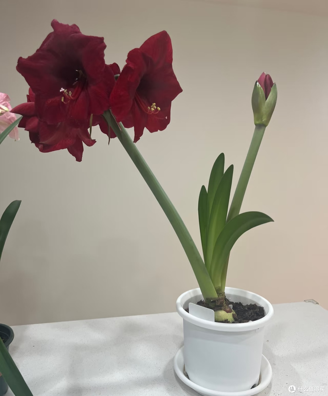 湖南一女子,“朱顶红养到1米8”,花如丝绒,高贵华美:成王了!