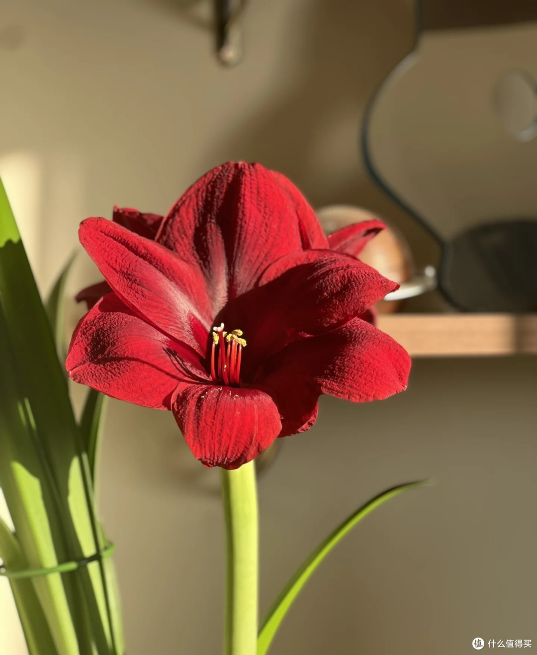 湖南一女子,“朱顶红养到1米8”,花如丝绒,高贵华美:成王了!