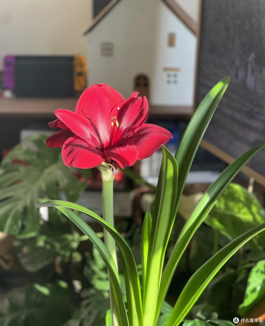 湖南一女子,“朱顶红养到1米8”,花如丝绒,高贵华美:成王了!