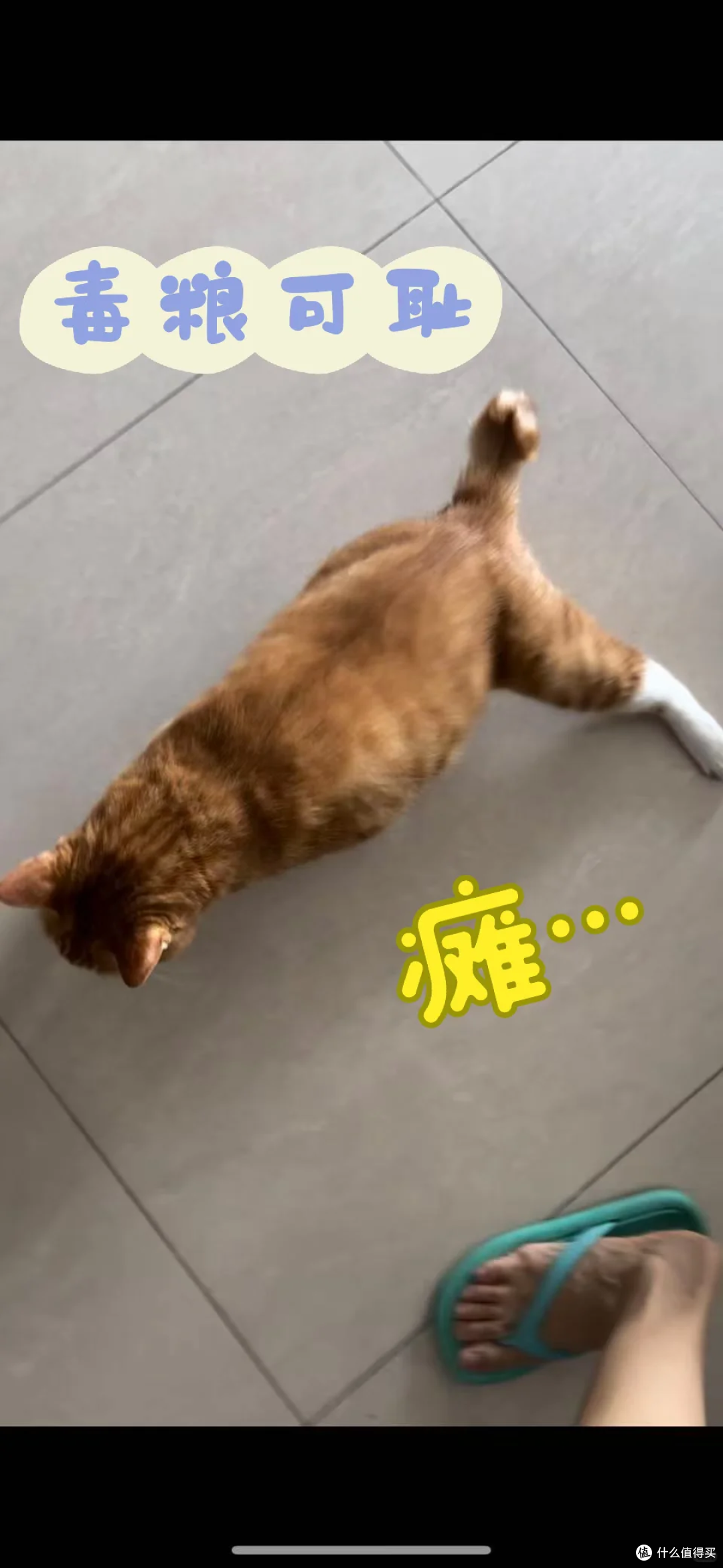 当吃粮成为健康盲盒:久生以55项全检,为猫咪重建“透明”餐桌