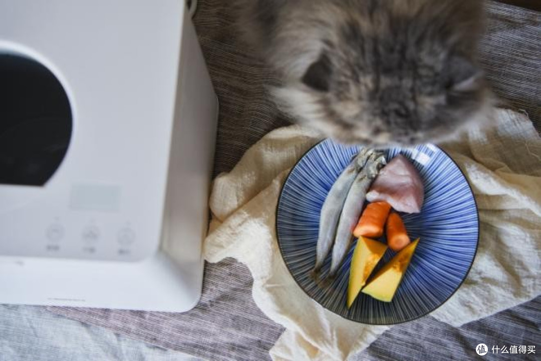 自制猫饭对肠胃敏感猫安全吗?自制猫饭低敏配方推荐呵护玻璃胃猫