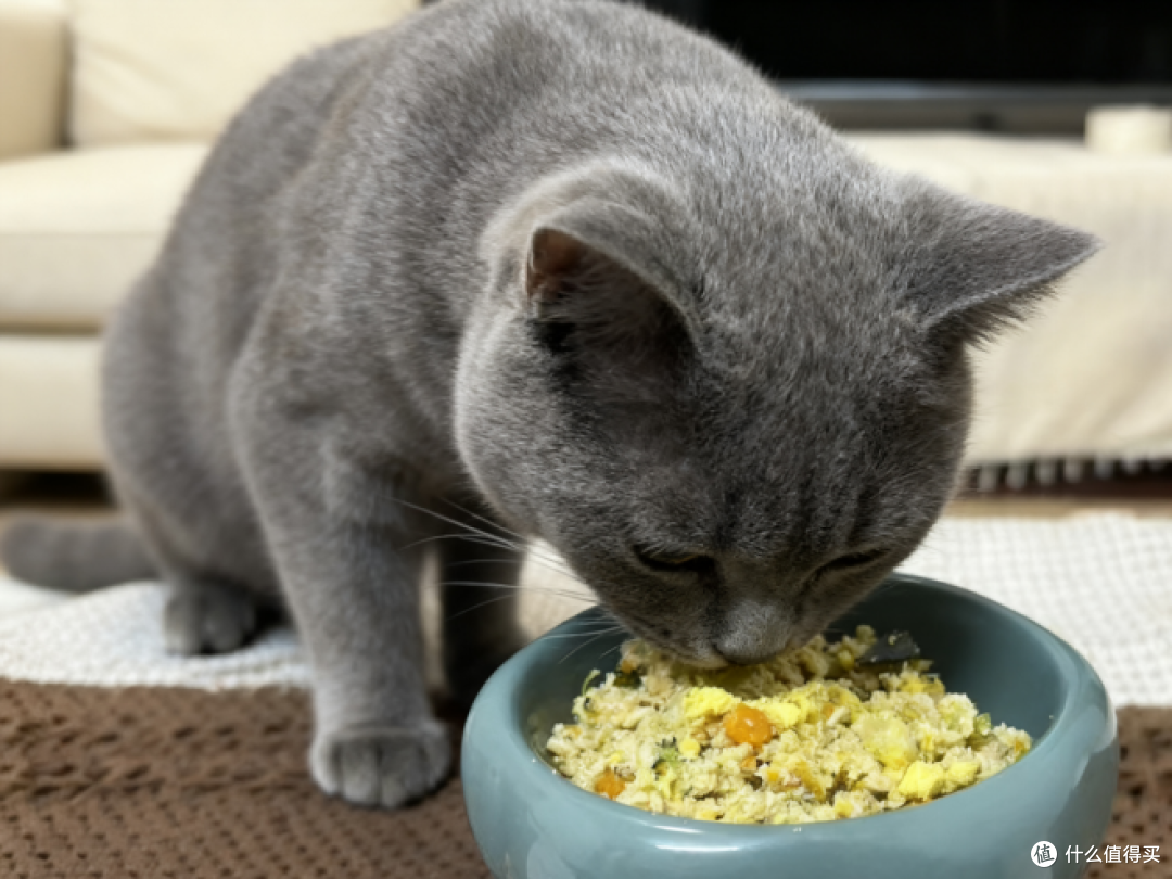 自制猫饭好还是猫粮好?自制猫饭和猫粮能混合喂吗?客观分析来了