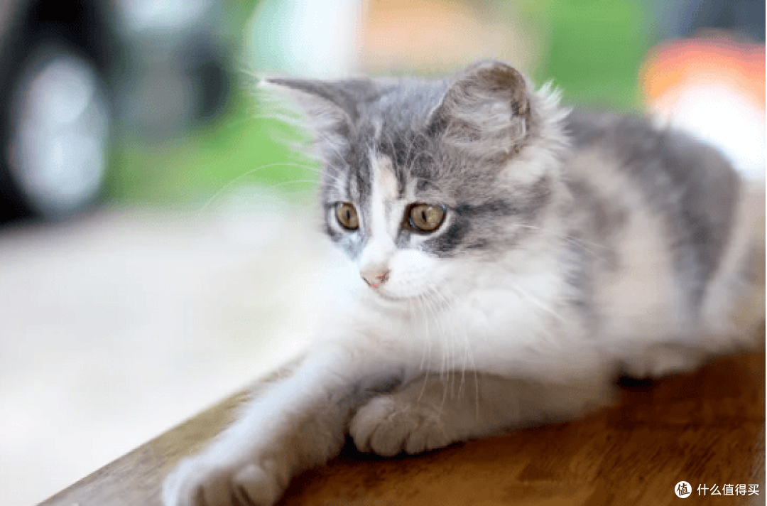 有哈和飞利浦猫用空气净化器选哪个牌子好?3个维度测评分享
