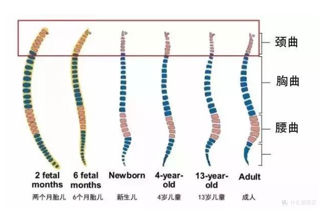 儿童床垫选购攻略:选对最重要,栖作坚果·蹦蹦成长型床垫测评