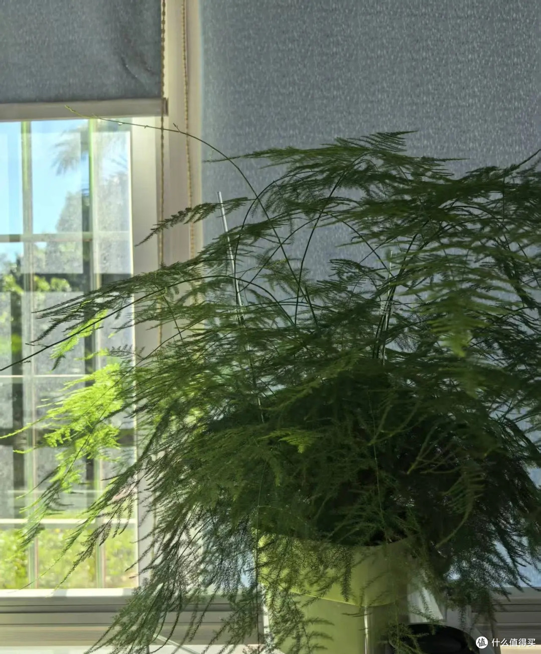 女子播种的文竹，1.5年“长爆盆了”，枝繁叶茂的：网友：咋养？