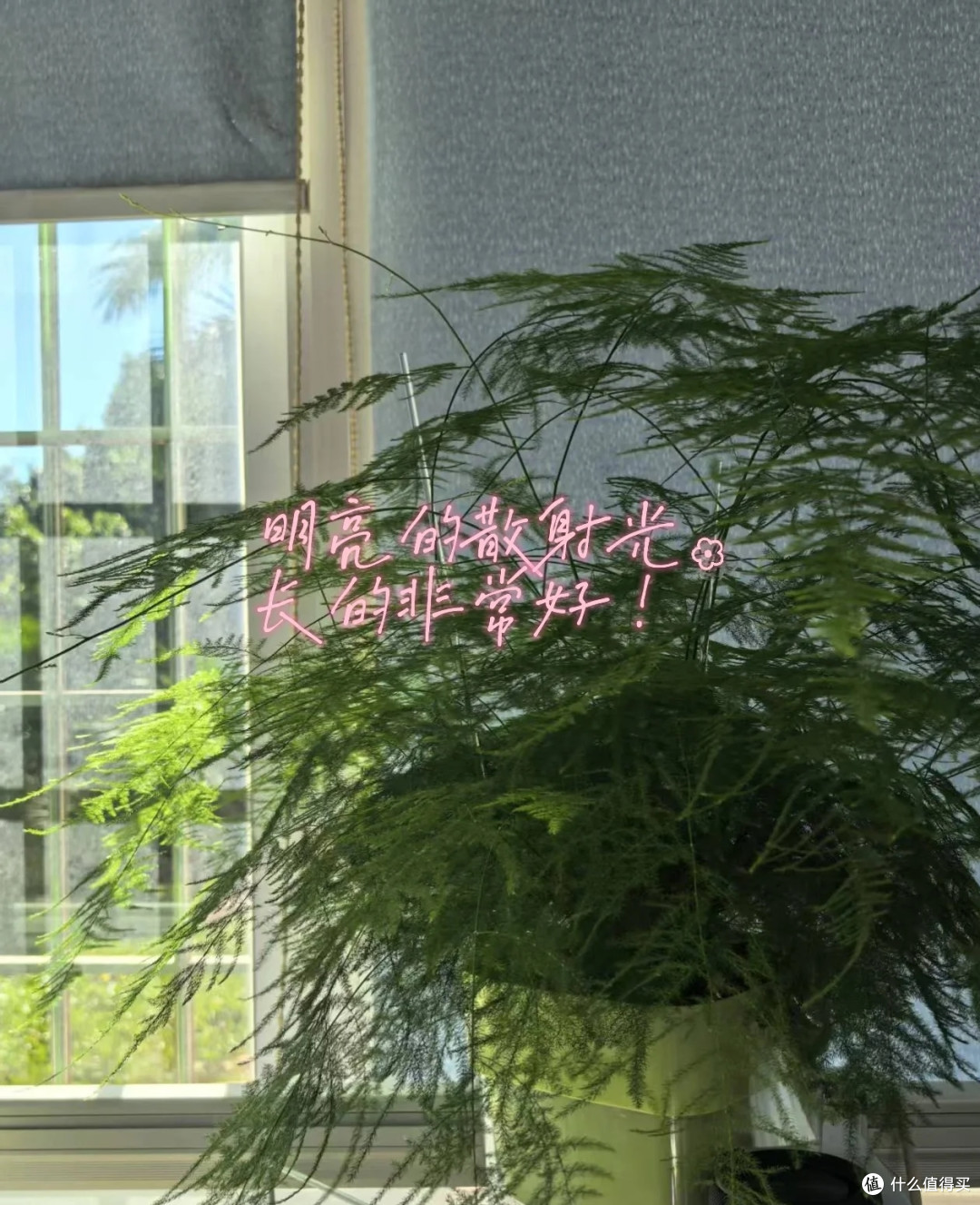 女子播种的文竹，1.5年“长爆盆了”，枝繁叶茂的：网友：咋养？