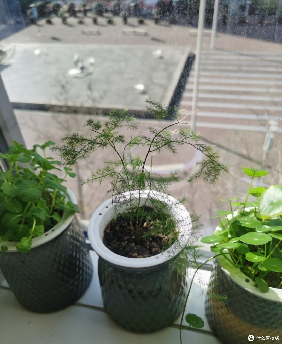 女子播种的文竹，1.5年“长爆盆了”，枝繁叶茂的：网友：咋养？