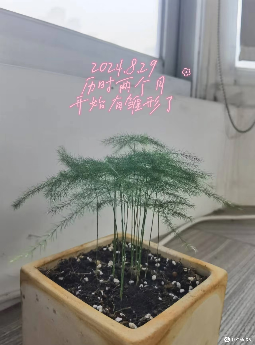 女子播种的文竹，1.5年“长爆盆了”，枝繁叶茂的：网友：咋养？