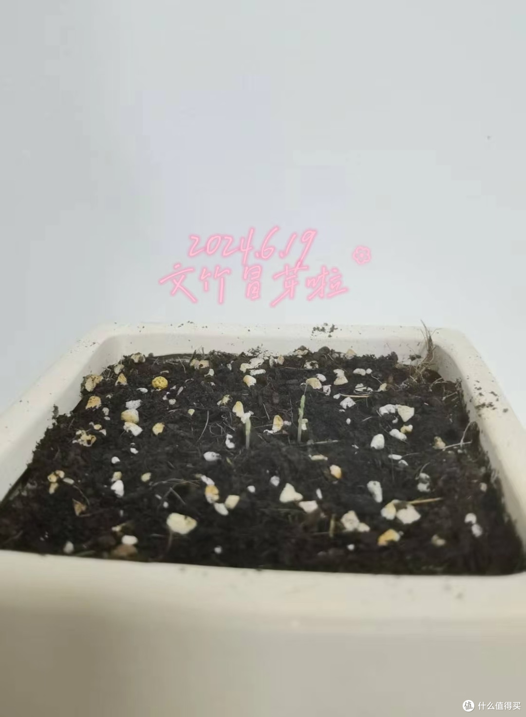 女子播种的文竹，1.5年“长爆盆了”，枝繁叶茂的：网友：咋养？