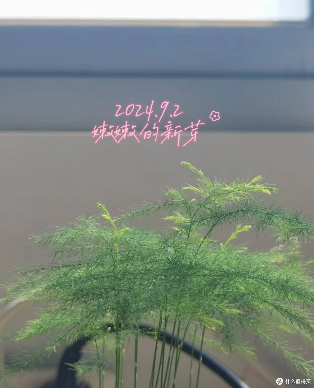女子播种的文竹，1.5年“长爆盆了”，枝繁叶茂的：网友：咋养？