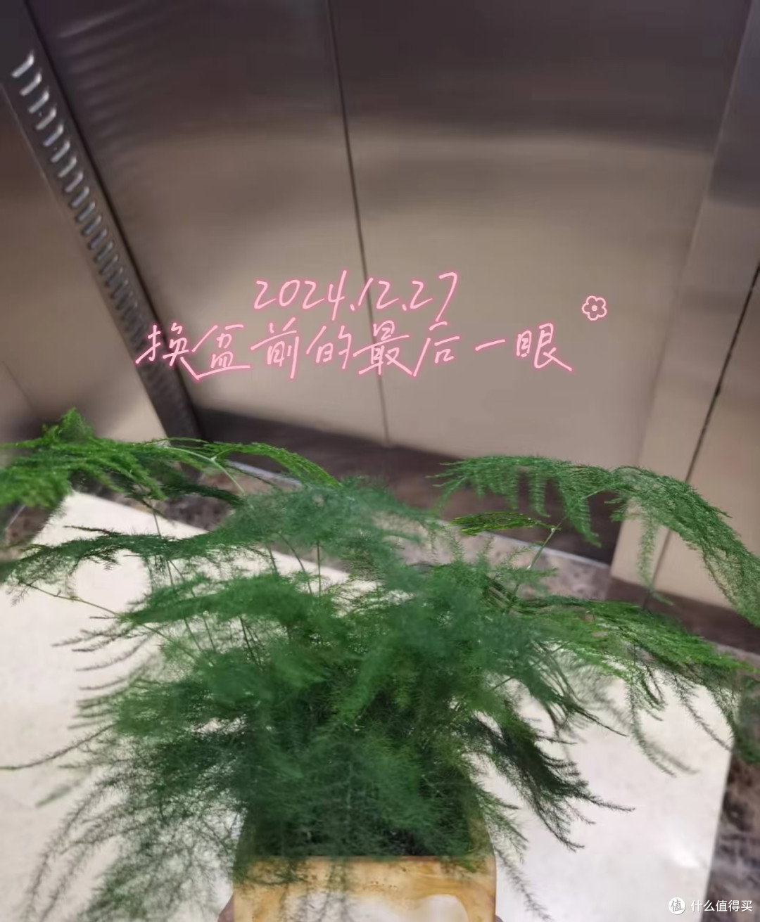 女子播种的文竹，1.5年“长爆盆了”，枝繁叶茂的：网友：咋养？