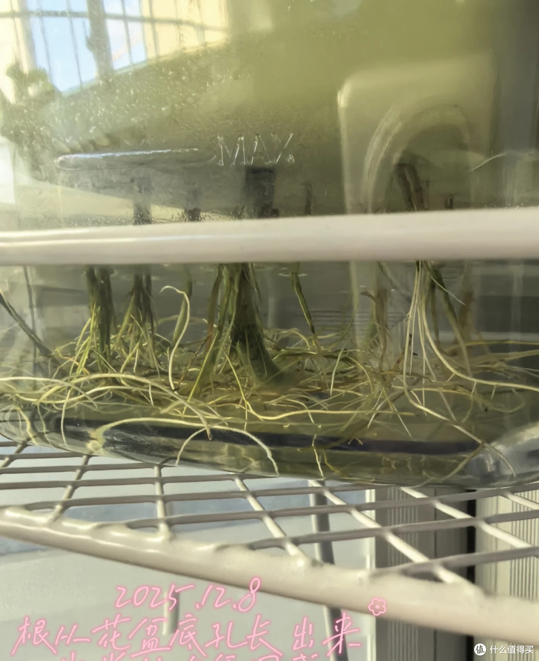 女子播种的文竹，1.5年“长爆盆了”，枝繁叶茂的：网友：咋养？