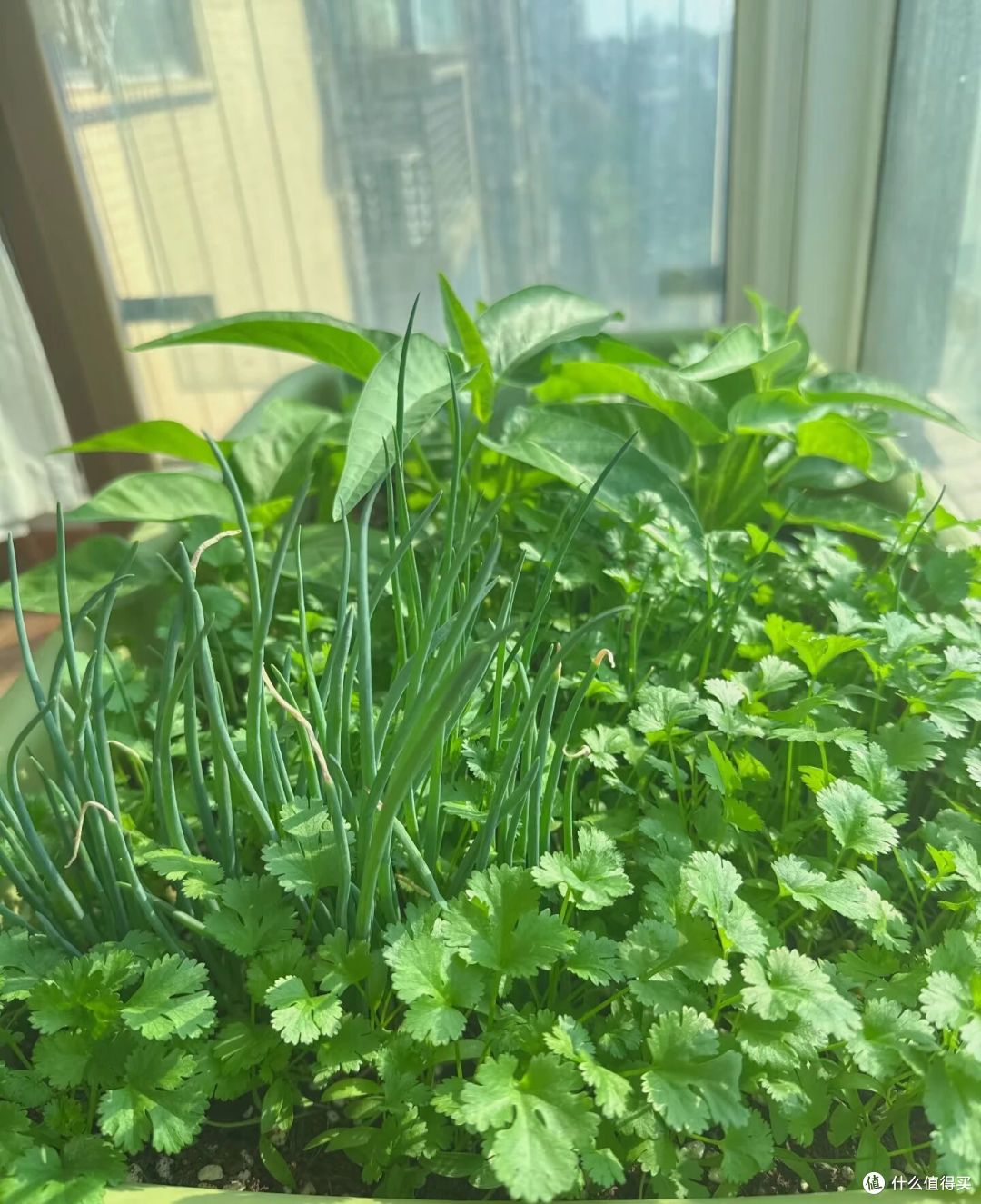 阿姨30天把香菜种子“养到爆盆”，又绿又肥：求养护攻略！