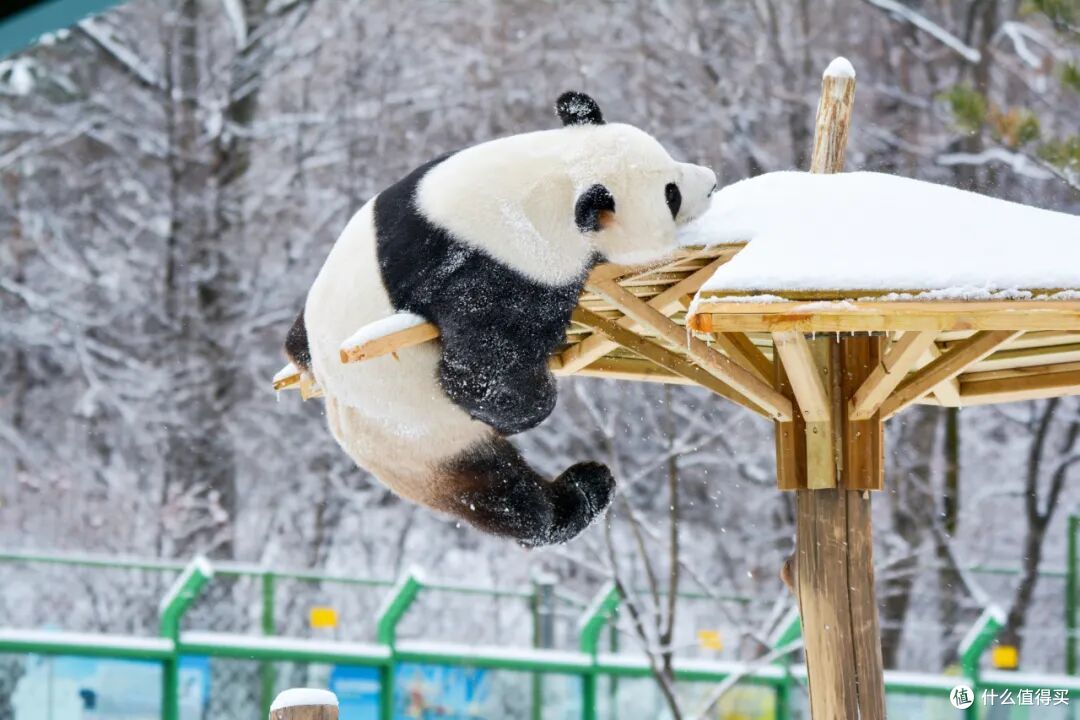 再也不原价买高铁票了！一张票畅玩大东北好好好划算啊！