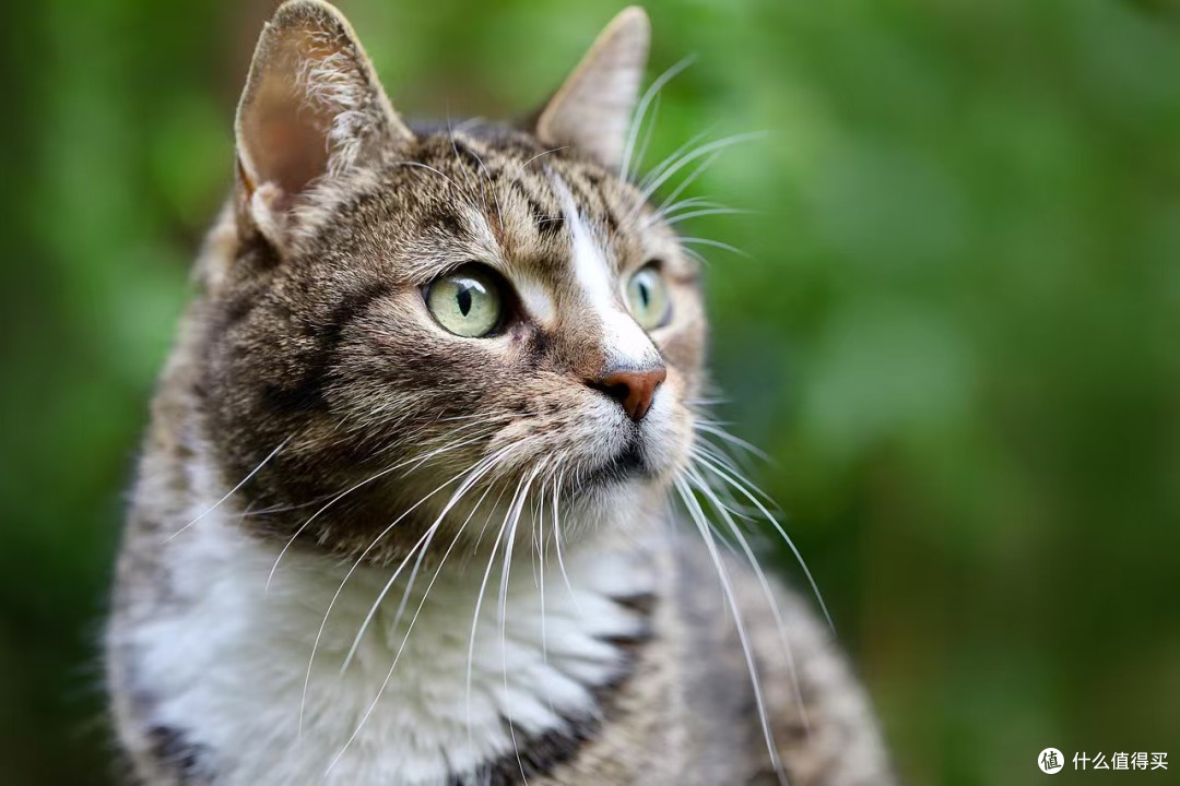 冻干猫粮和普通猫粮相比有哪些优势?猫粮最建议买的十个牌子分享