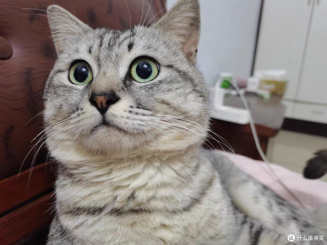 猫粮哪个牌子好又安全又有营养?十大口碑最好的猫粮排行榜