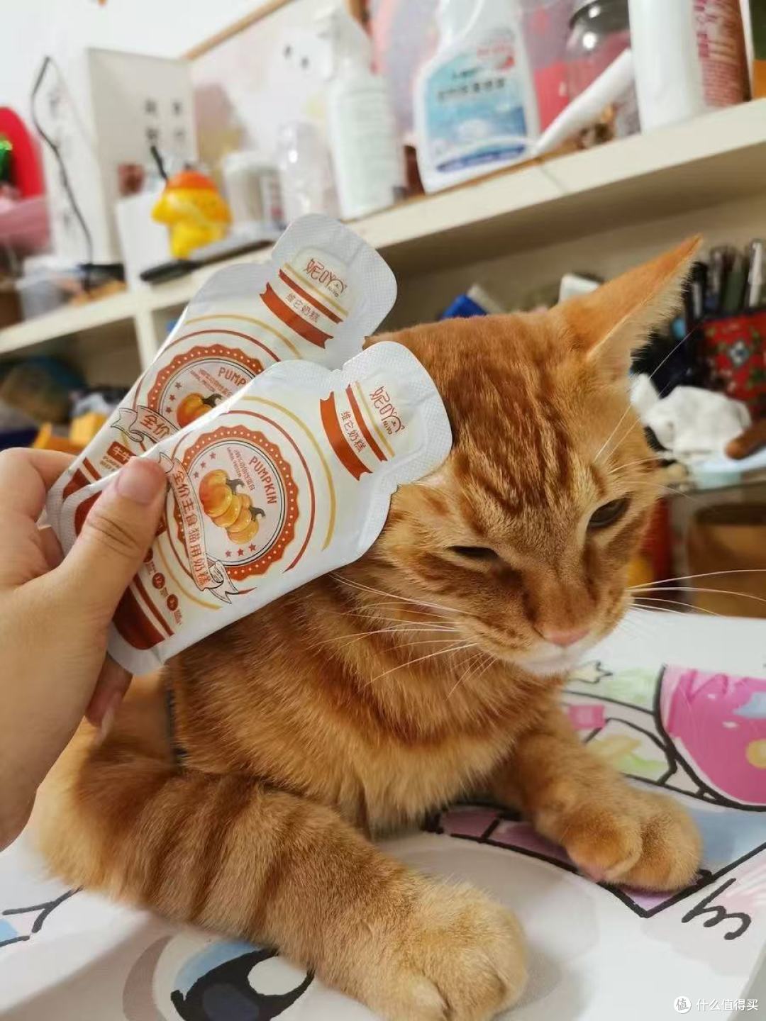 养宠家庭封神!妮吖奶糕承包我家猫从幼到成的快乐✨