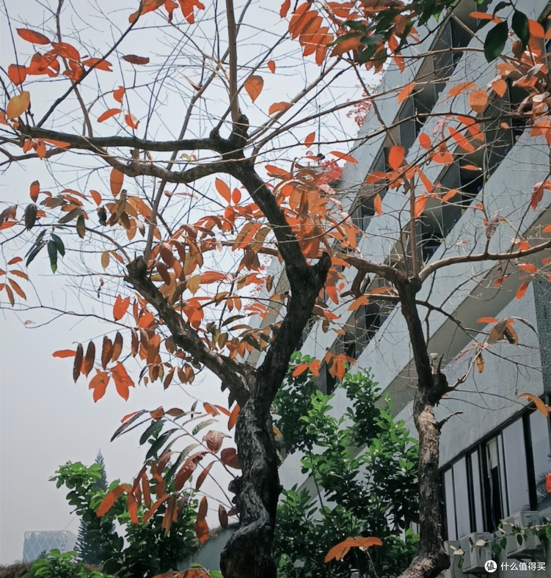 手机拍出富士感照片的技巧