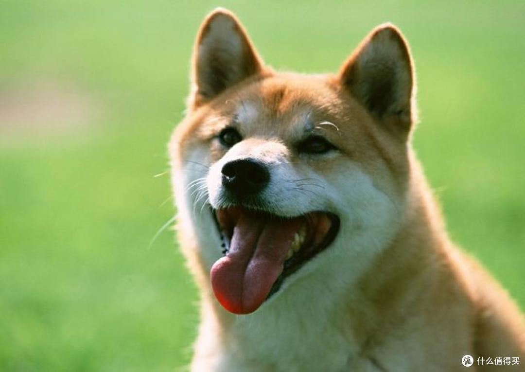 狗狗毛发褪色?吃什么狗粮好?这几款优质美毛狗粮快码住!