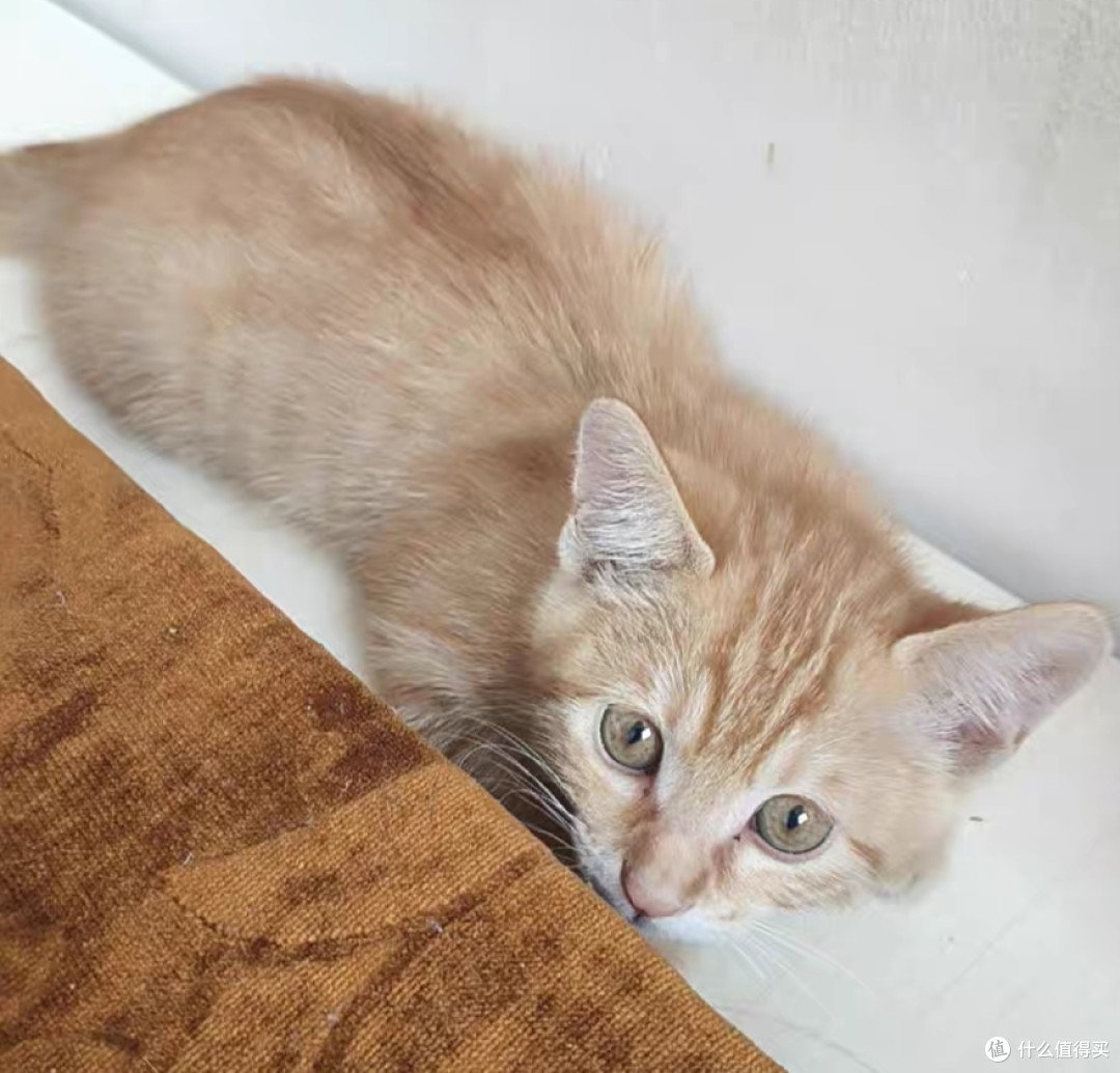 什么猫粮品牌比较好?实测2025年十款好口碑猫粮品牌