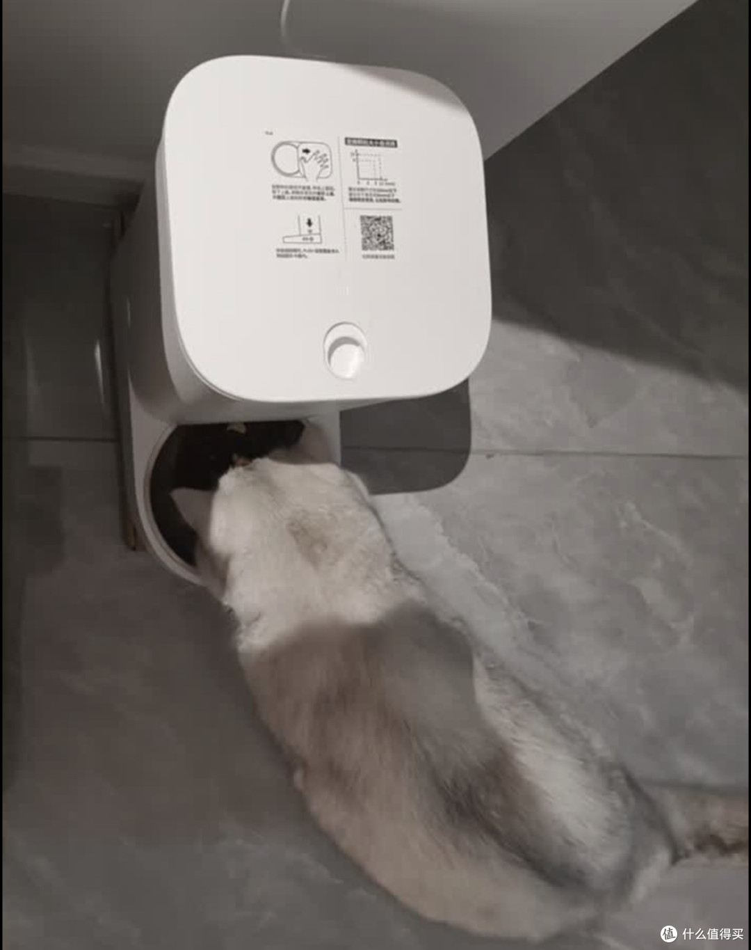 不到150解放双手:小佩智能喂食器,老猫奴的出门都安心了