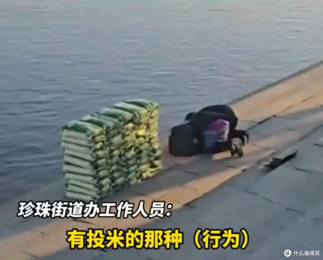 丹东江边倒大米算放生?2500斤新米喂鱼,这“善举”其实是双重孽