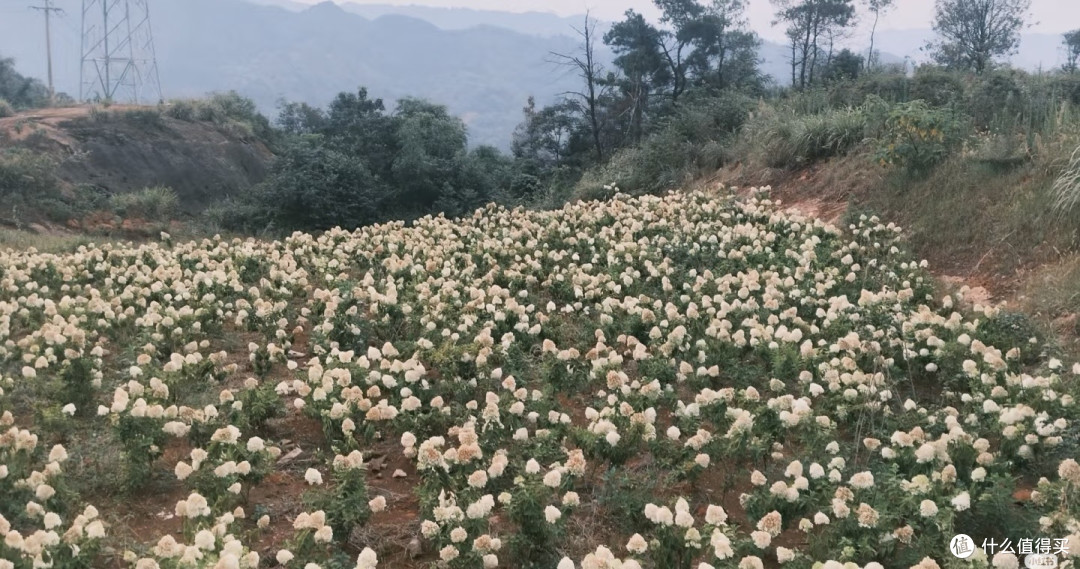 拍照小白的福音!咔皮相机,上手就能拍出惊艳大片