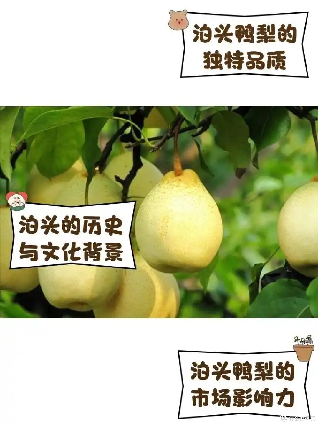 泊头鸭梨:千年传承的甜蜜传奇