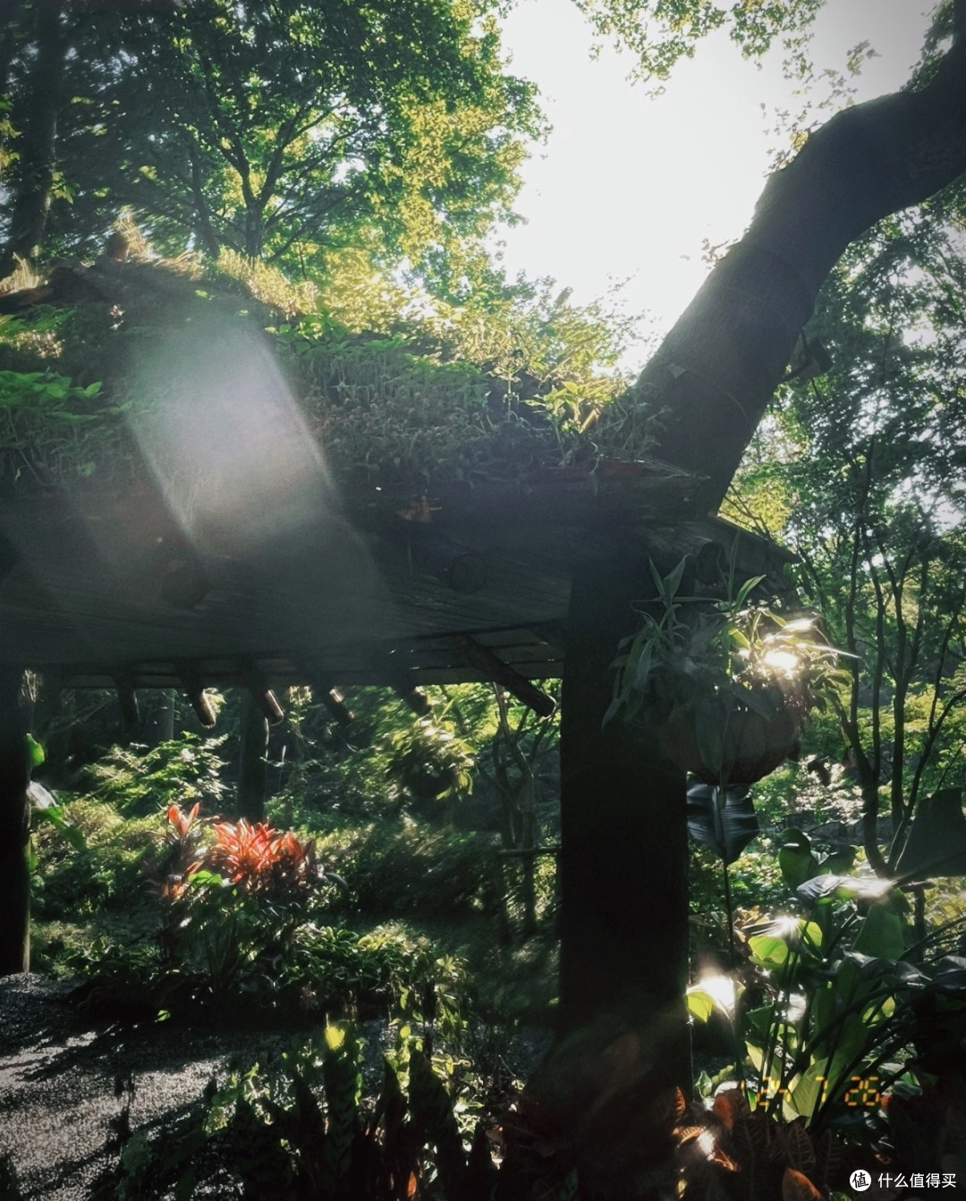 咔皮Action富士c200滤镜:手机直出的神图密码,美到超出预期