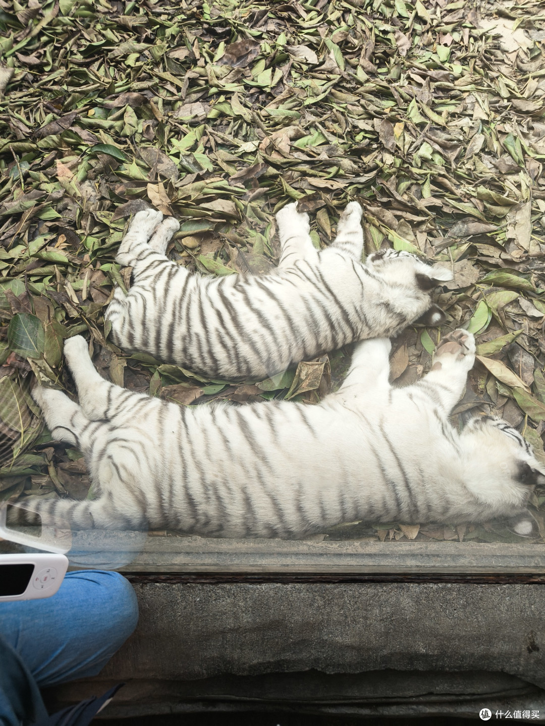 两只大猫，好可爱