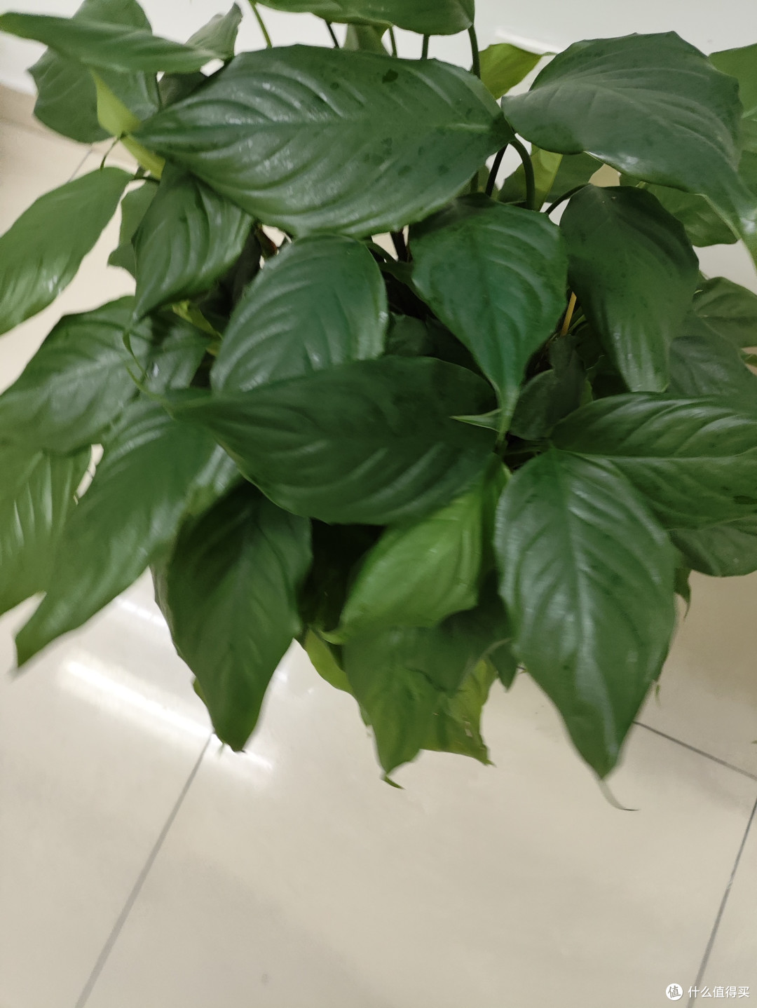 万年青:沉默中的持久精神