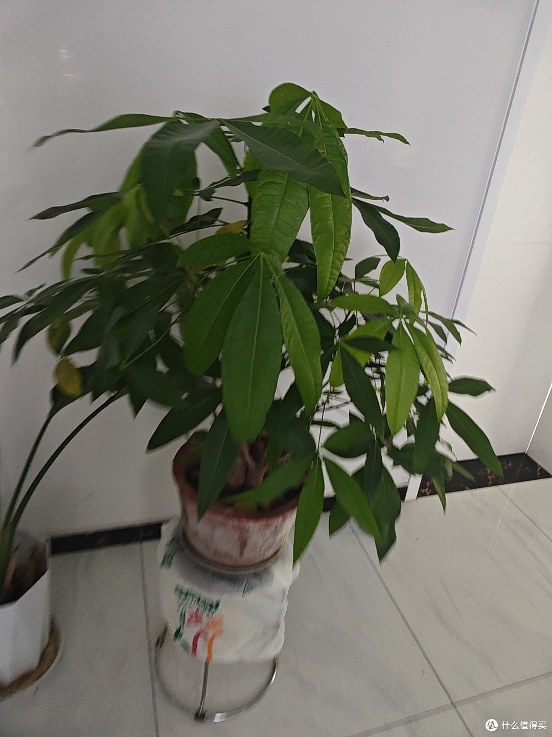 花草种植与修剪技巧