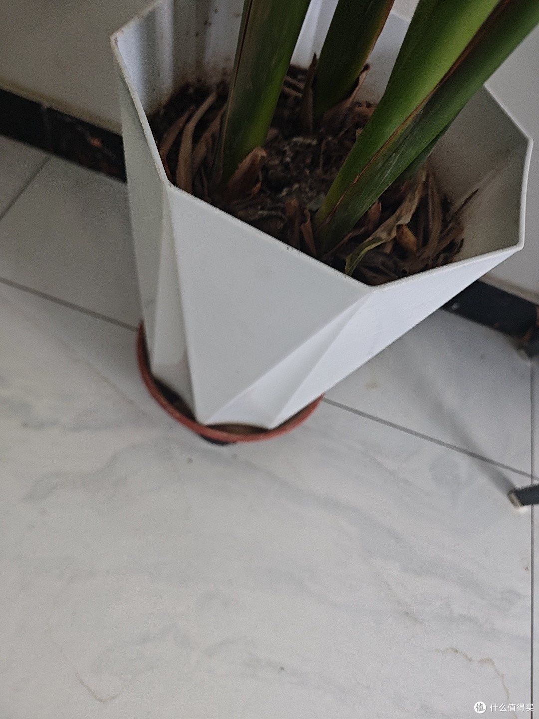 花草种植与修剪技巧