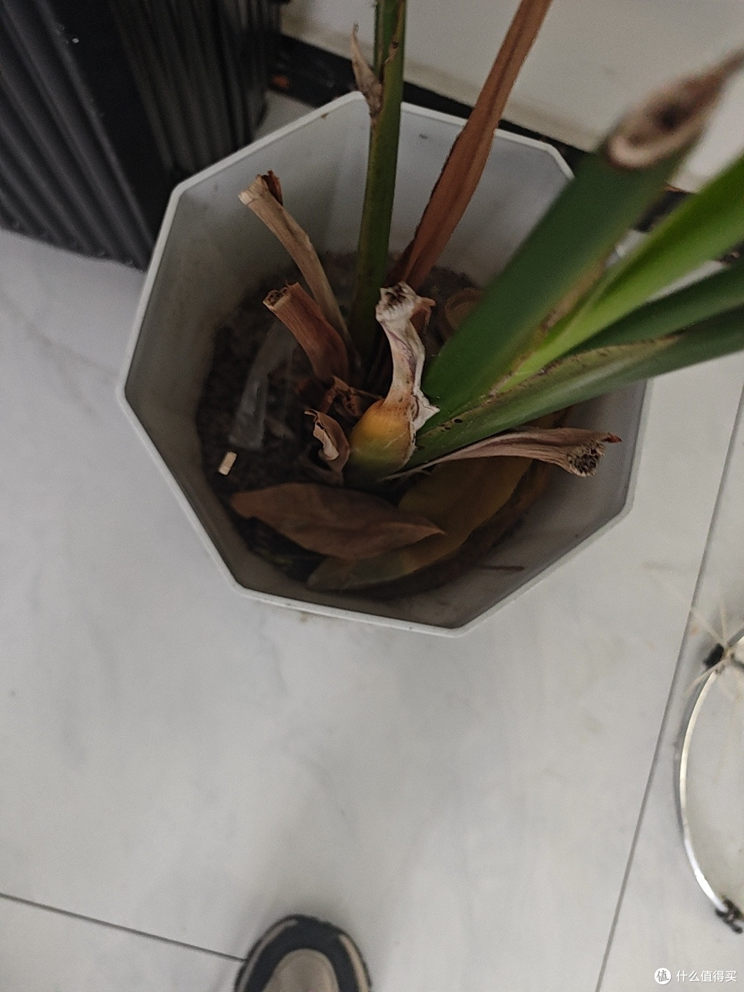 花草种植与修剪技巧