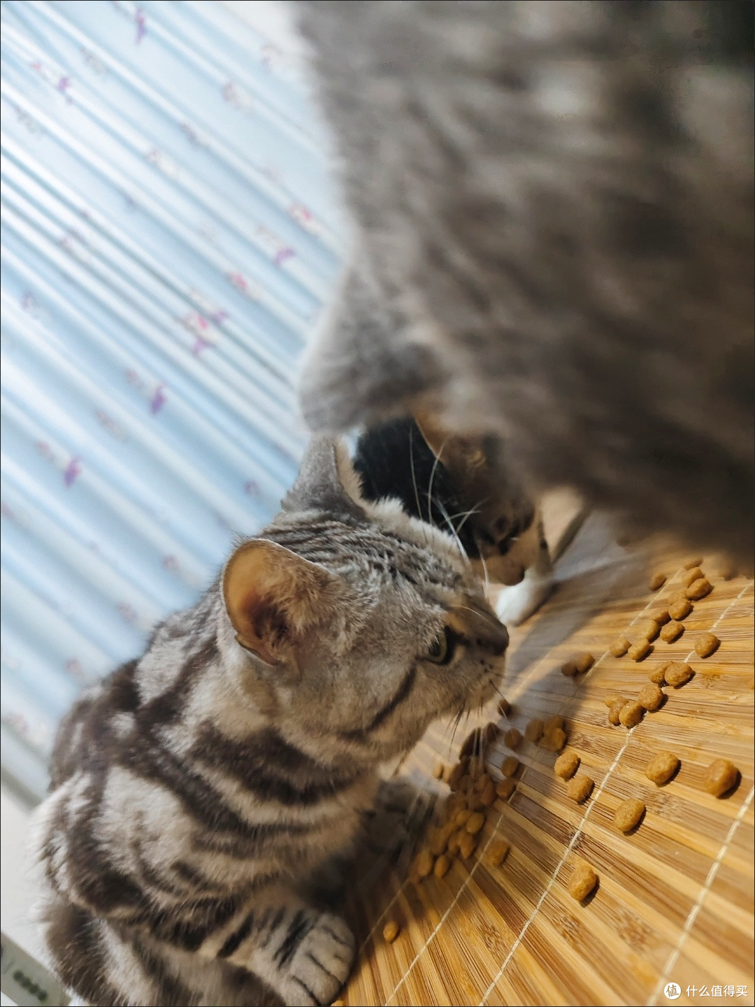 养宠党必入!伟嘉20斤成猫全价粮,性价比与营养双在线
