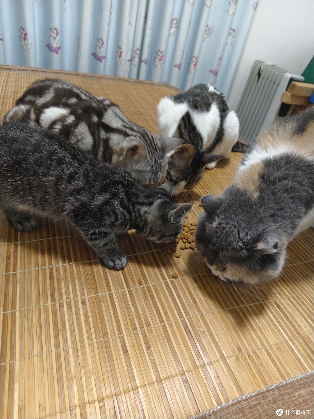 养宠党必入!伟嘉20斤成猫全价粮,性价比与营养双在线