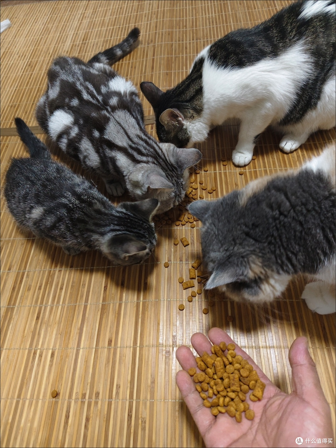 养宠党必入!伟嘉20斤成猫全价粮,性价比与营养双在线