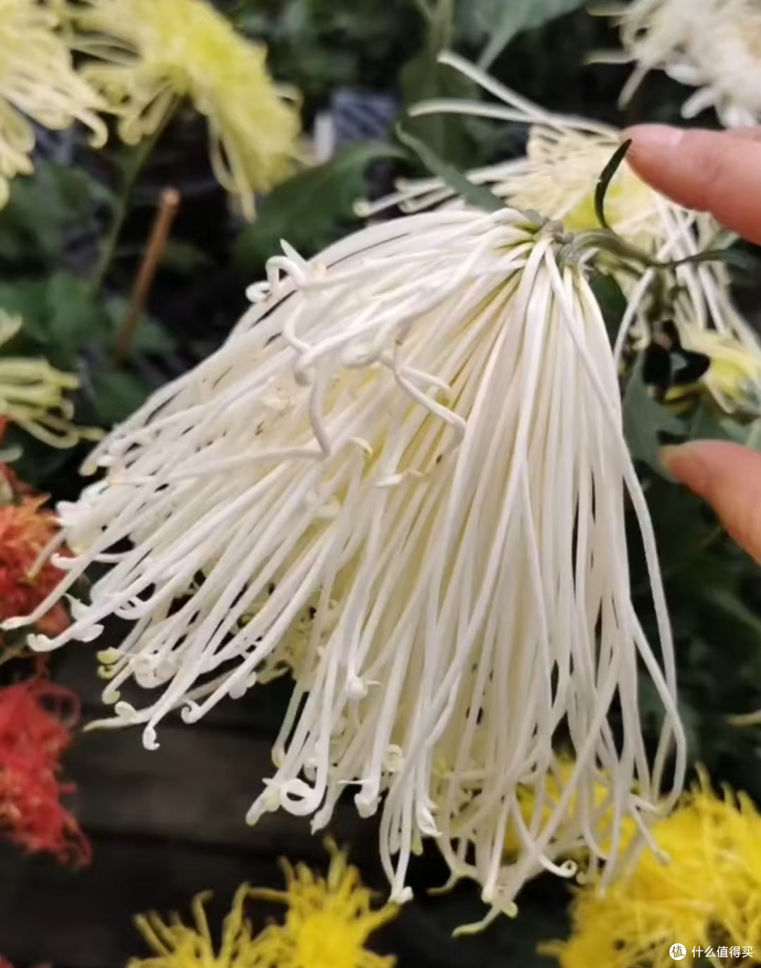 河南一女子,菊花养成“拖把狗”,不修边幅,网友:美的过分!