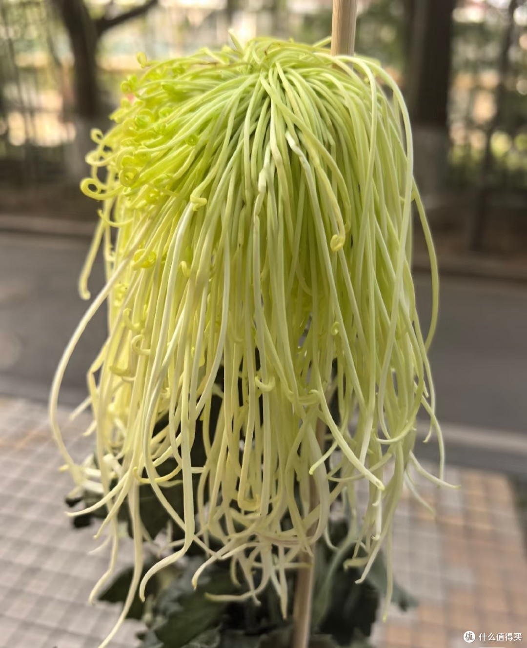河南一女子,菊花养成“拖把狗”,不修边幅,网友:美的过分!