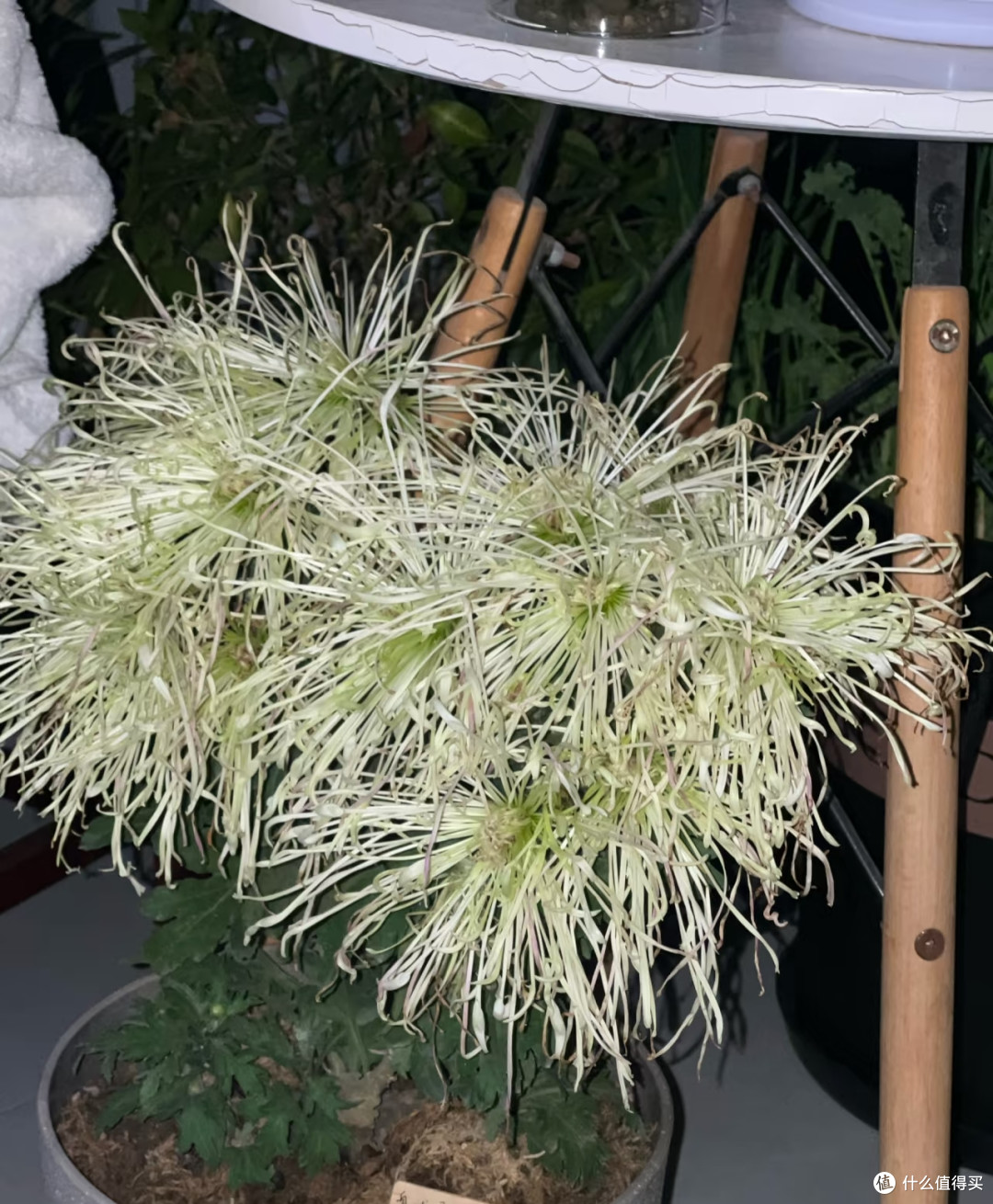 河南一女子,菊花养成“拖把狗”,不修边幅,网友:美的过分!