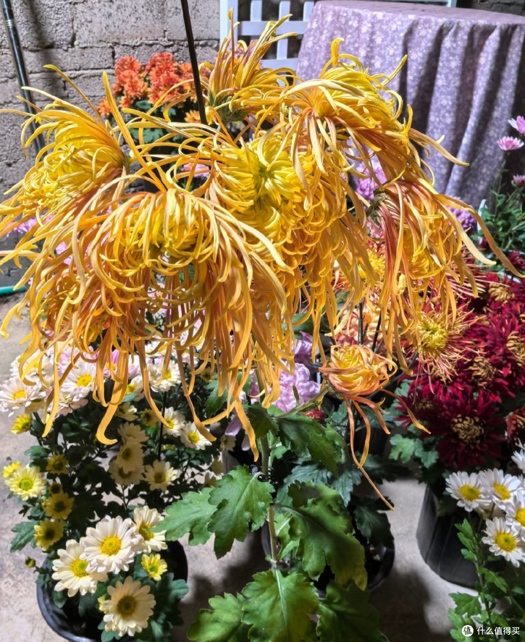 河南一女子,菊花养成“拖把狗”,不修边幅,网友:美的过分!