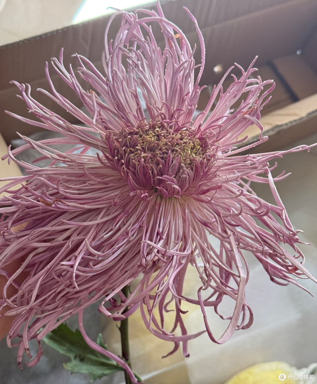 河南一女子,菊花养成“拖把狗”,不修边幅,网友:美的过分!