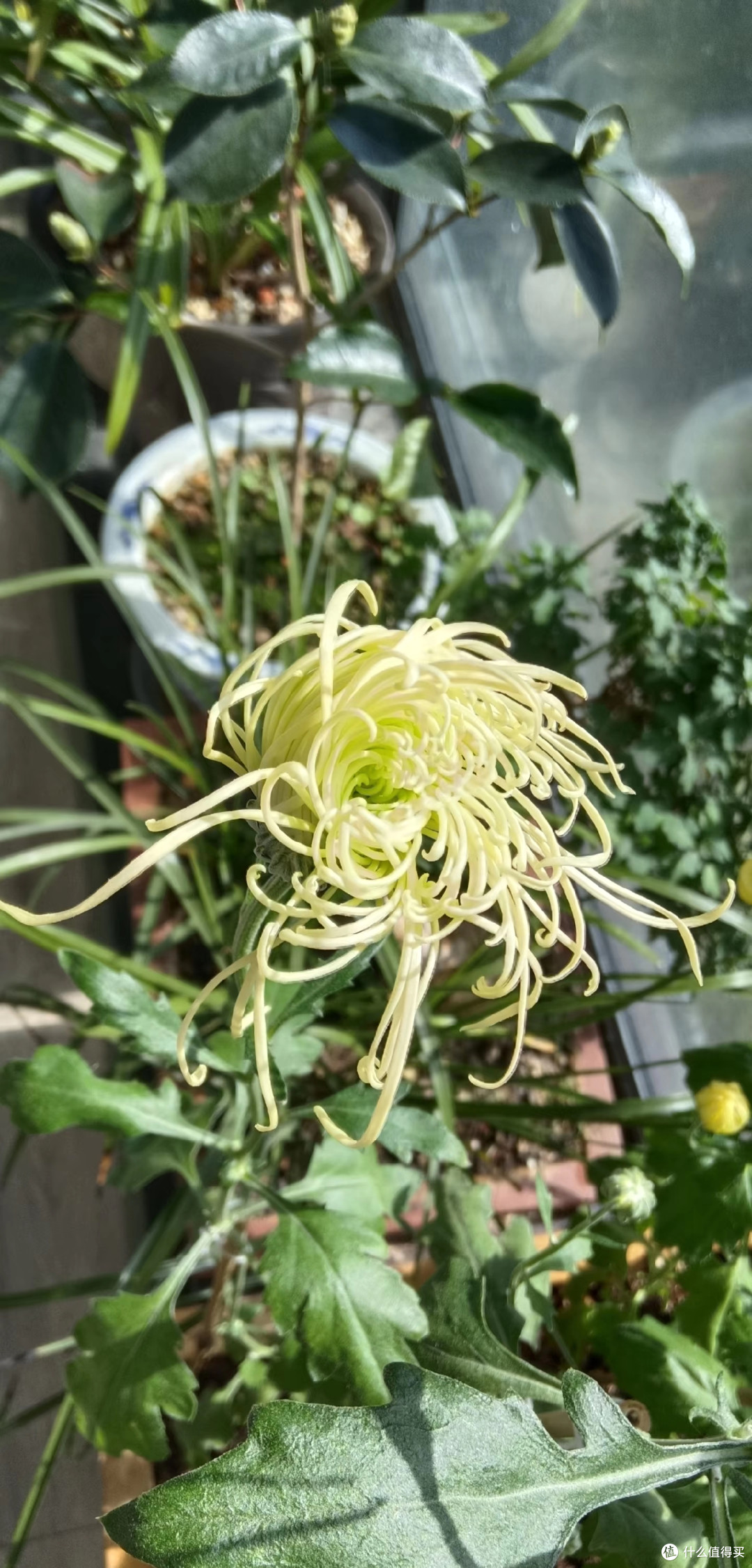 河南一女子,菊花养成“拖把狗”,不修边幅,网友:美的过分!