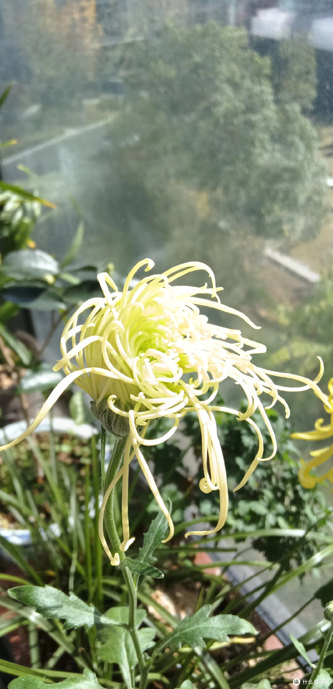 河南一女子,菊花养成“拖把狗”,不修边幅,网友:美的过分!