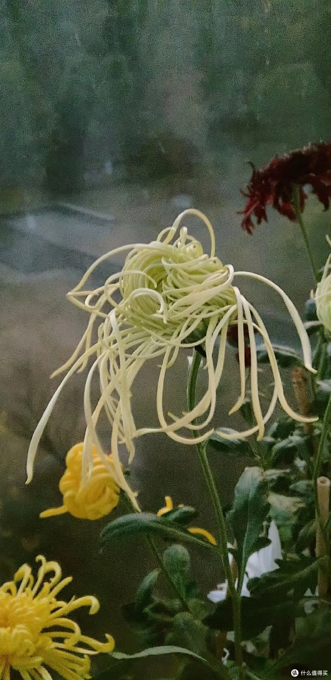 河南一女子,菊花养成“拖把狗”,不修边幅,网友:美的过分!