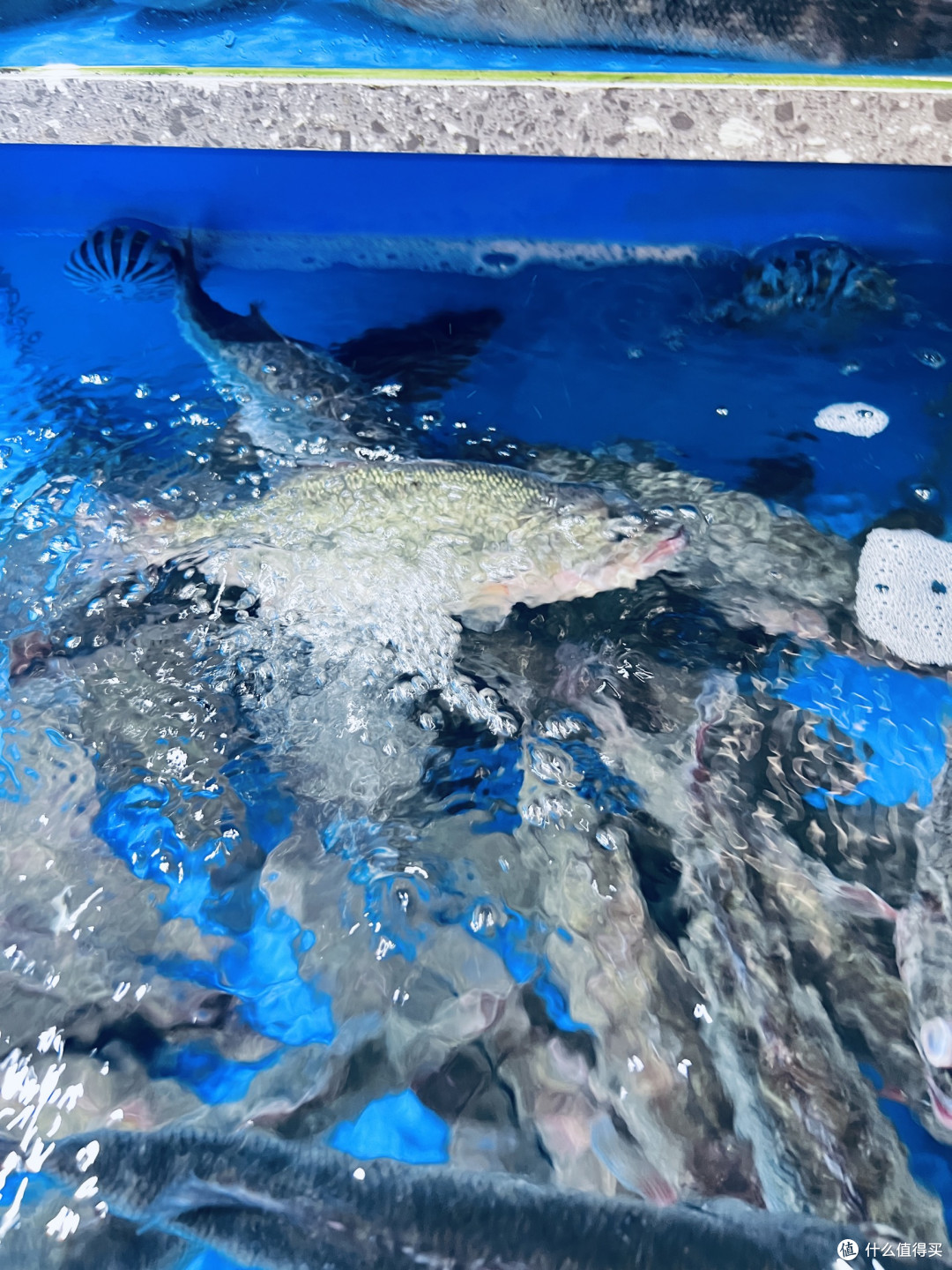 冬日海味，鲜活池鲜里的暖食盛宴！