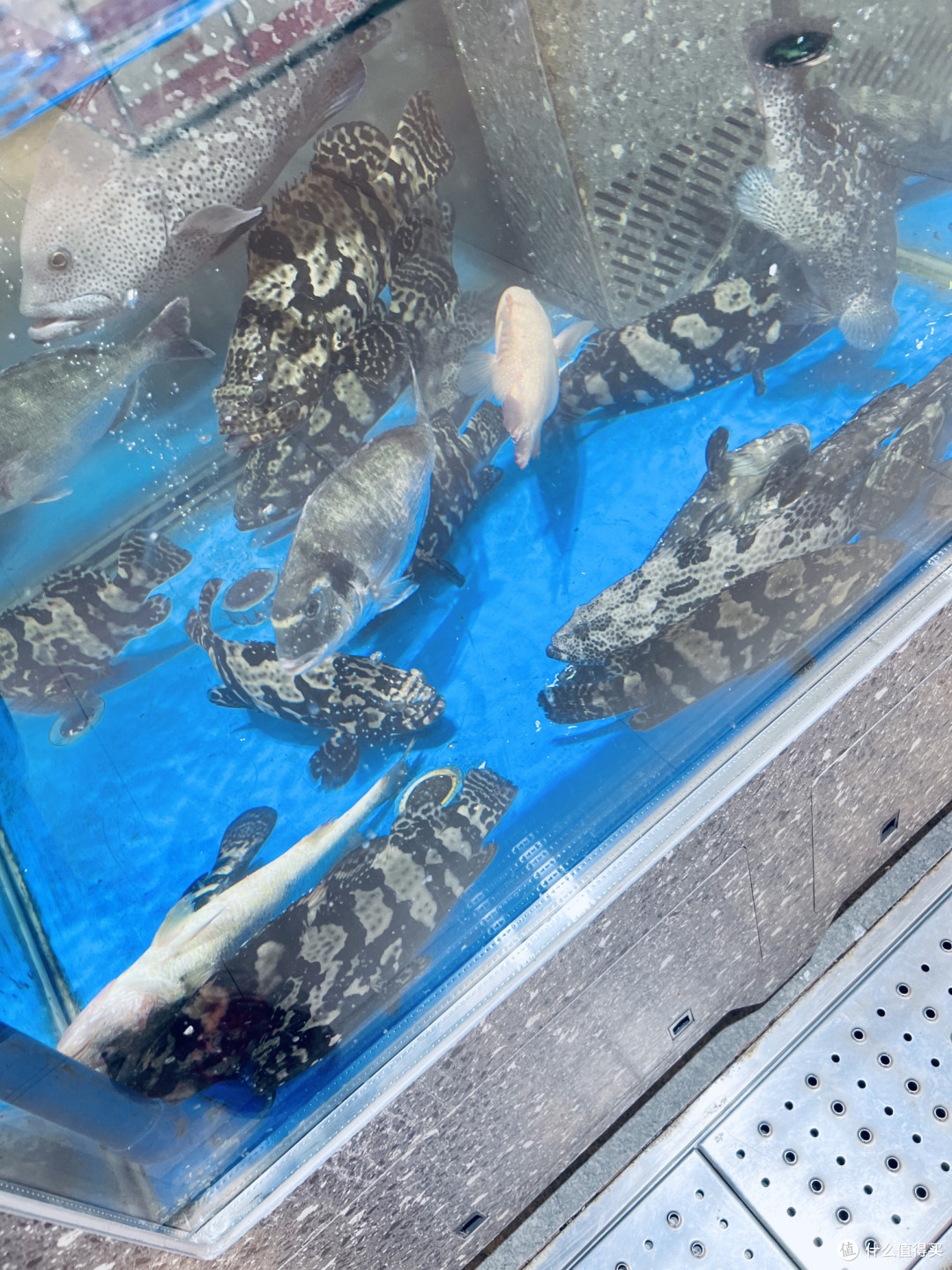 冬日海味，鲜活池鲜里的暖食盛宴！