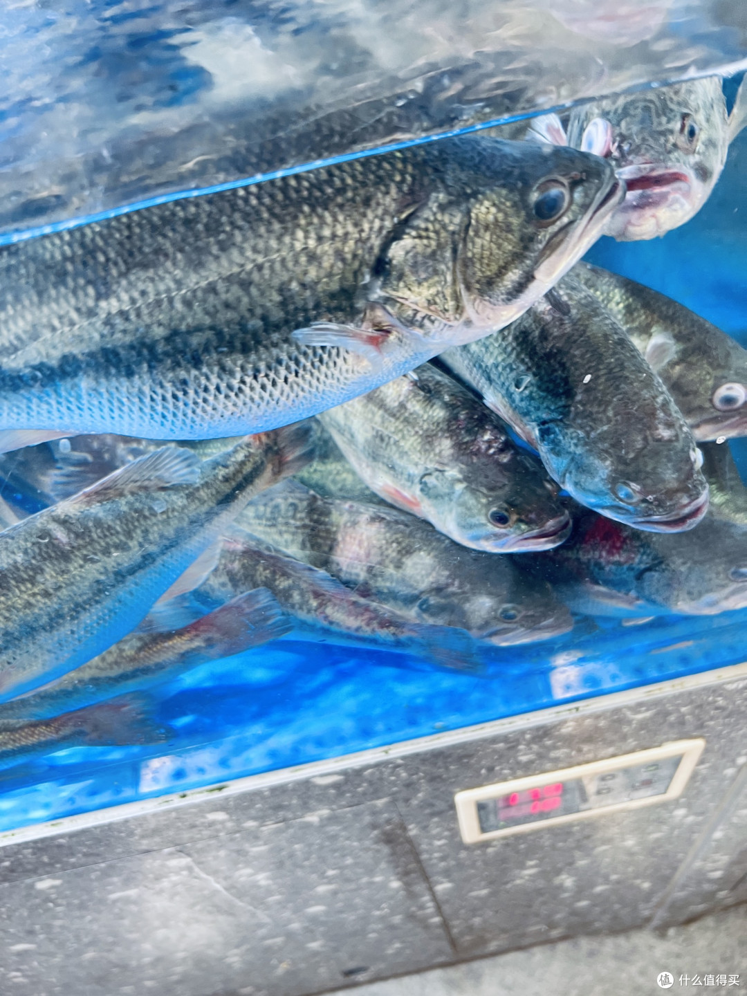 冬日海味，鲜活池鲜里的暖食盛宴！