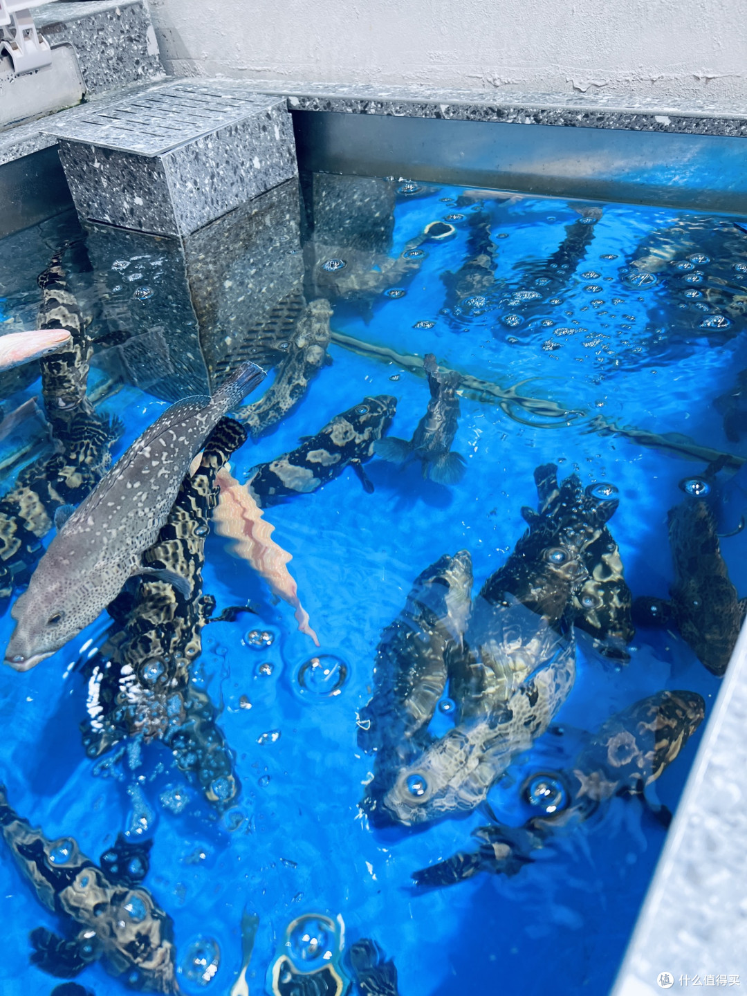 冬日海味，鲜活池鲜里的暖食盛宴！