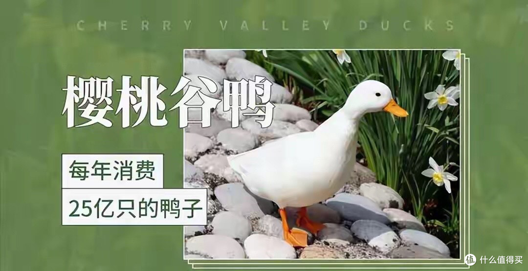 揭秘低价烤鸭真相!为何活鸭卖20块一斤,烤鸭却只需20能买一只?